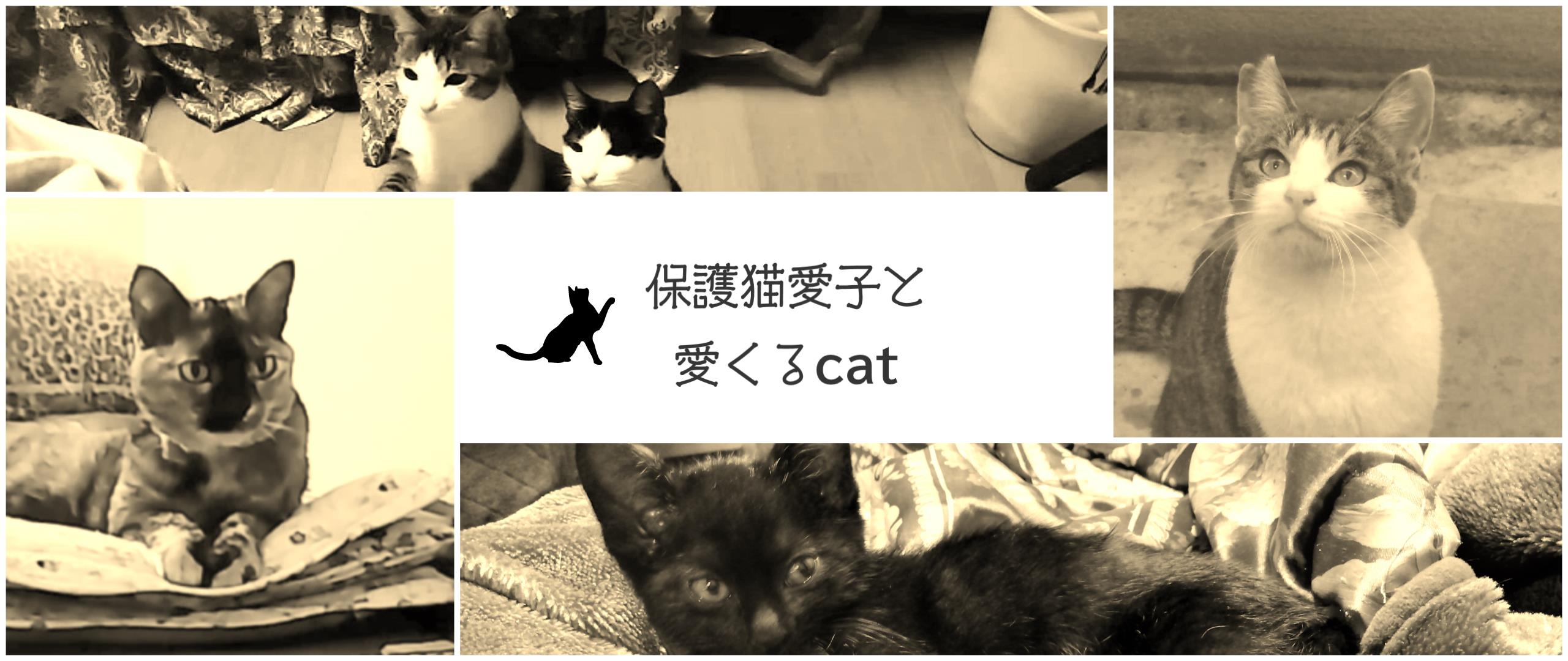 保護猫愛子と愛くるcat